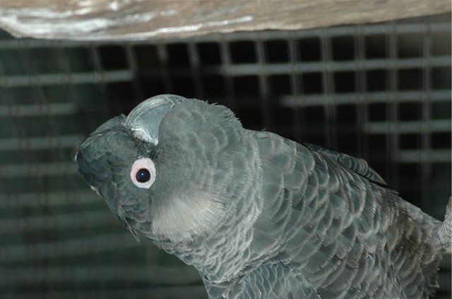 Short-billed Black-Cockatoo