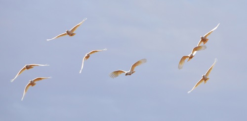 Short-billed corellas