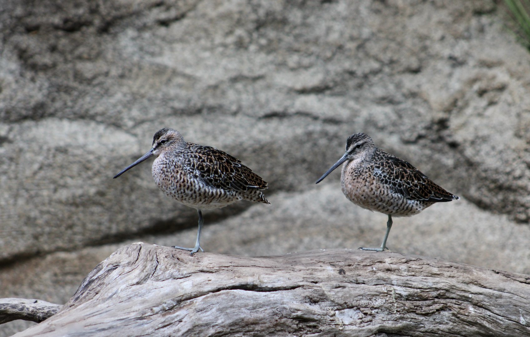 Short-Billed Dowitcher (Limnodromus griseus griseus)