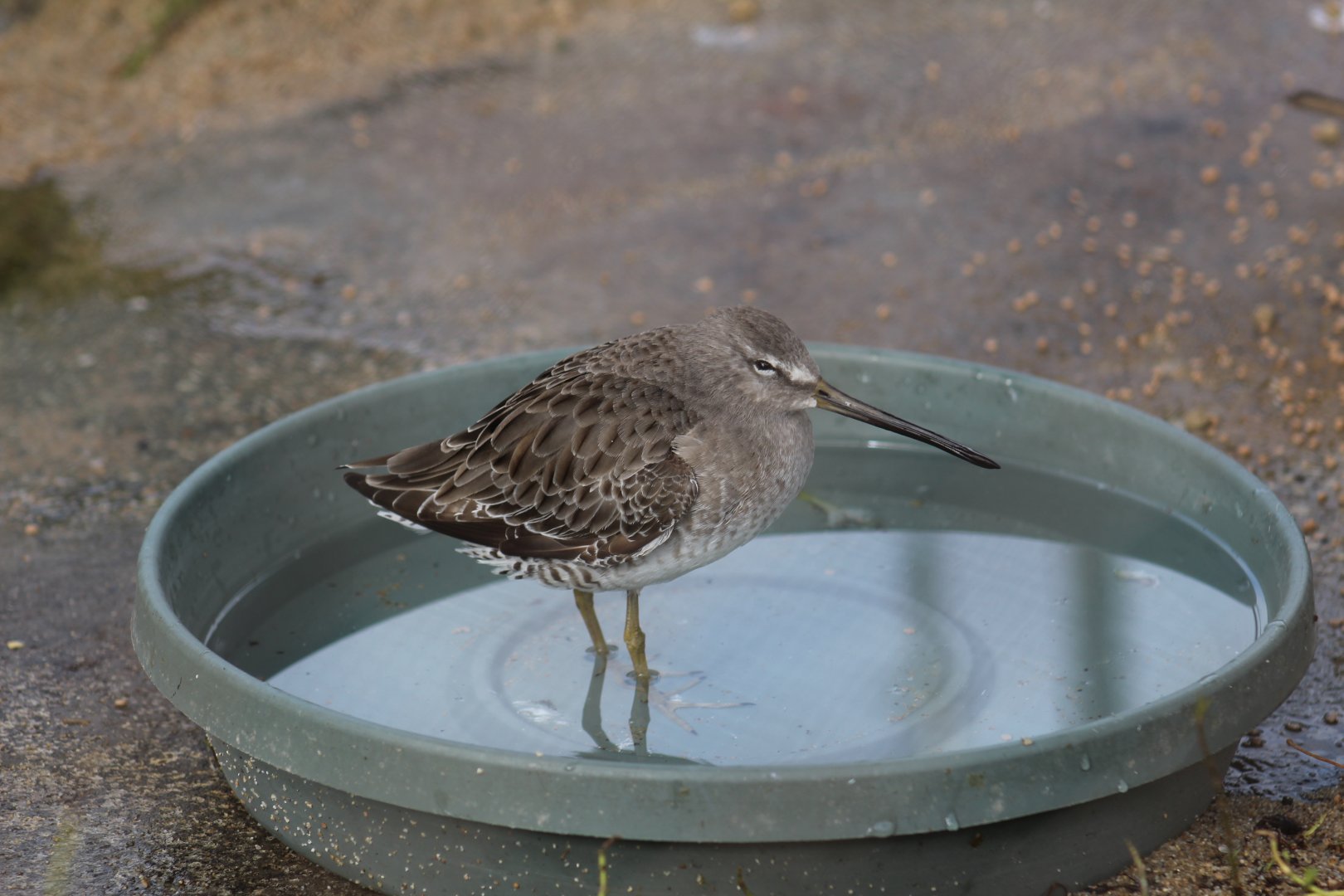 Short-Billed Dowitcher