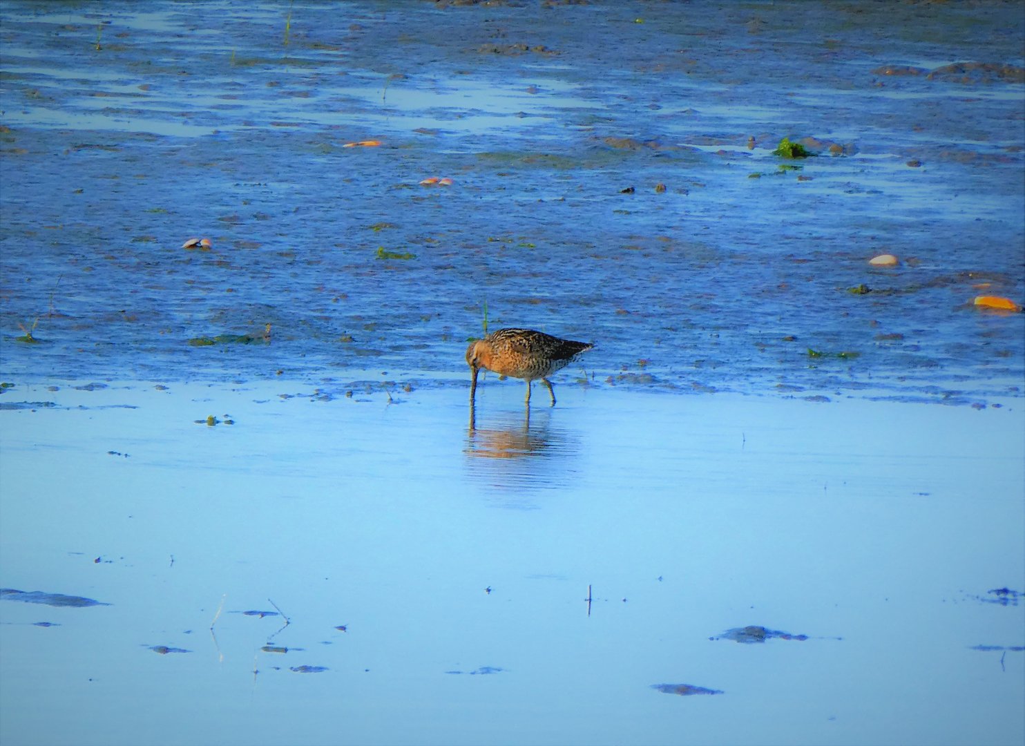 Short-billed Dowitcher