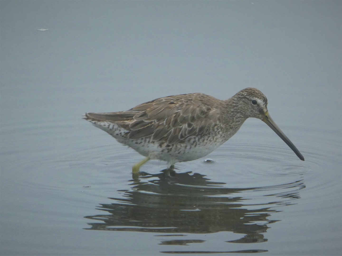 Short-billed Dowitcher