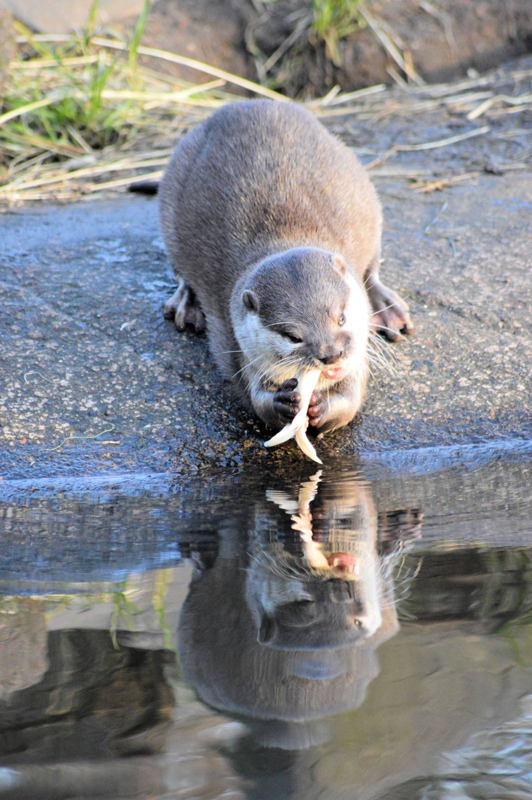 Short clawed Asian otter