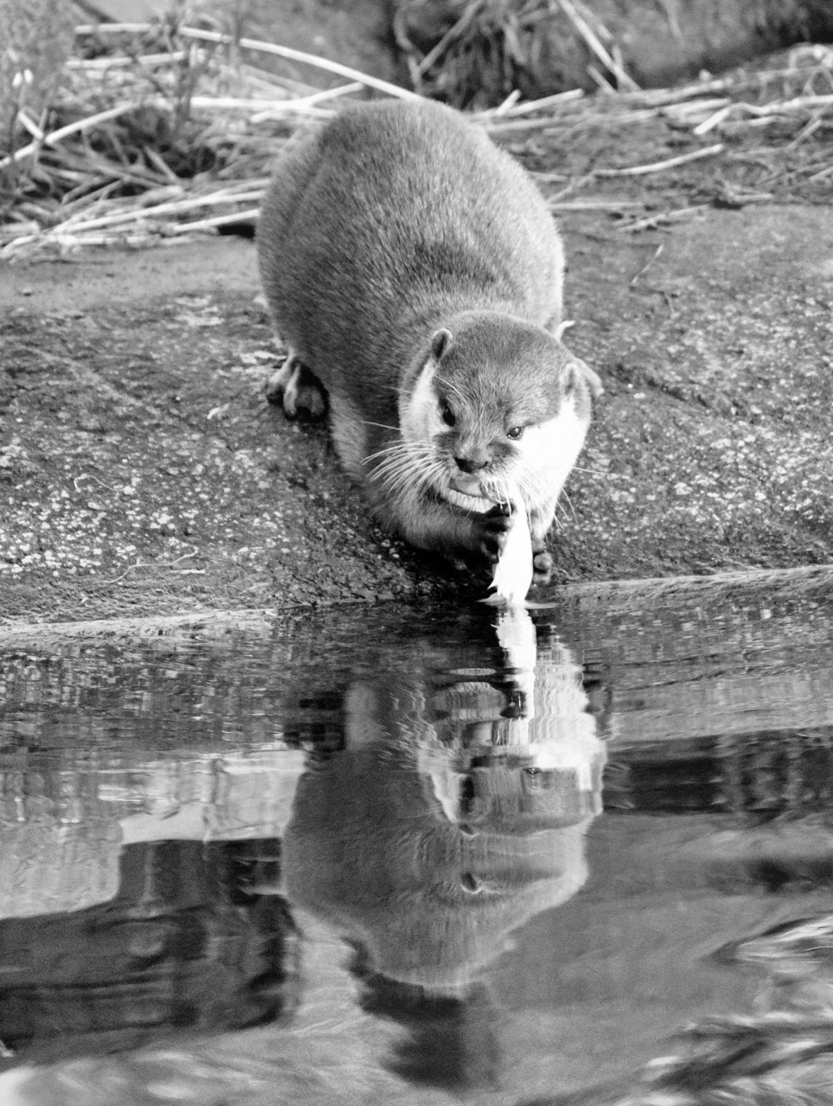 Short clawed Asian otter