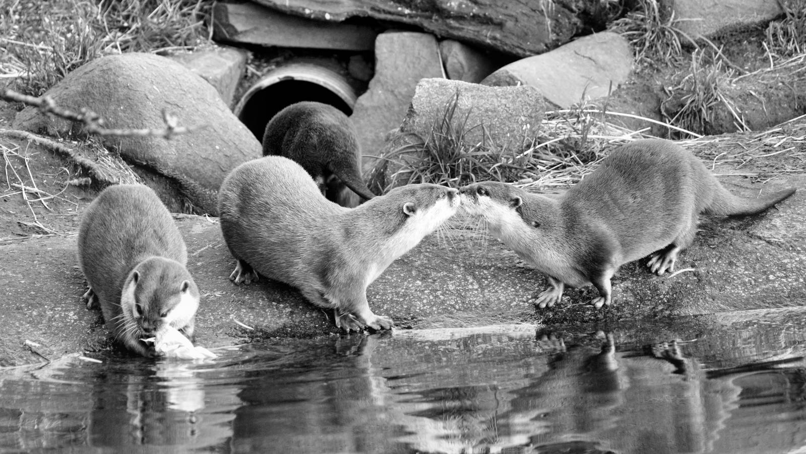 Short clawed Asian otter