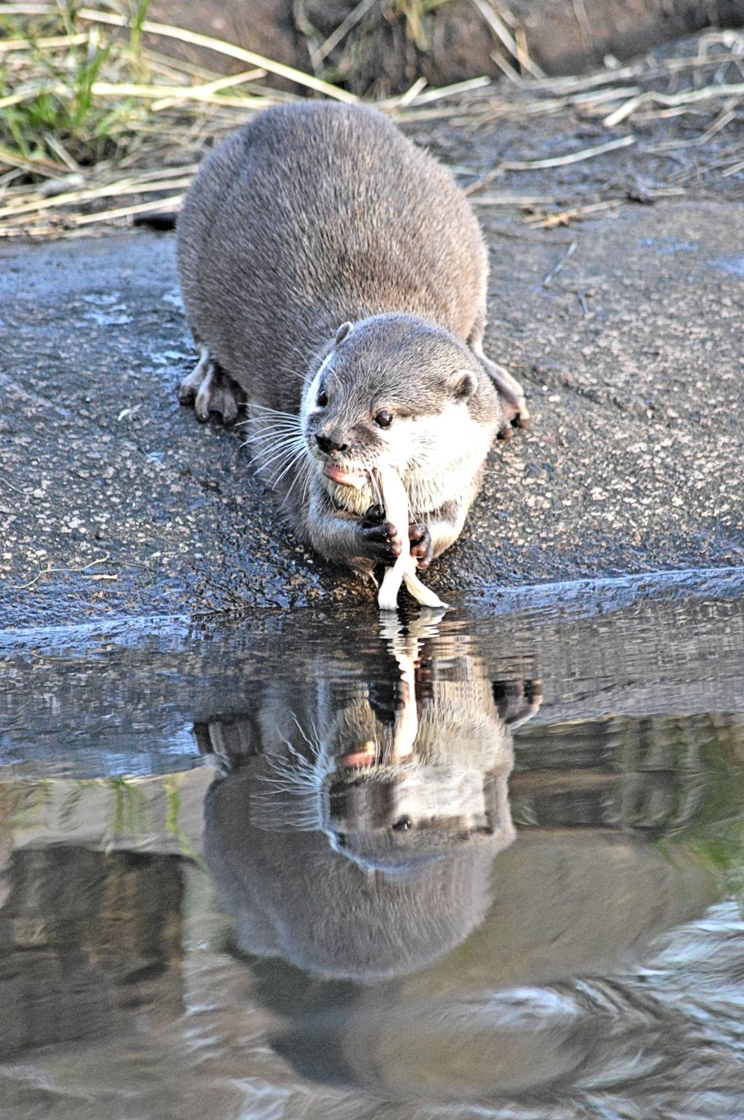 Short clawed Asian otter