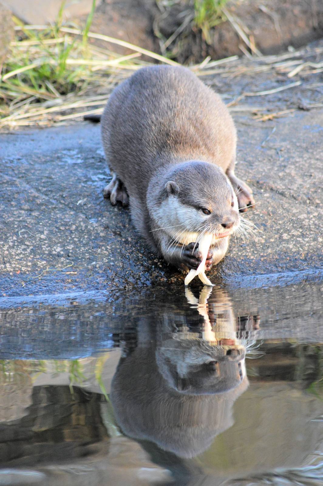 Short clawed Asian otter