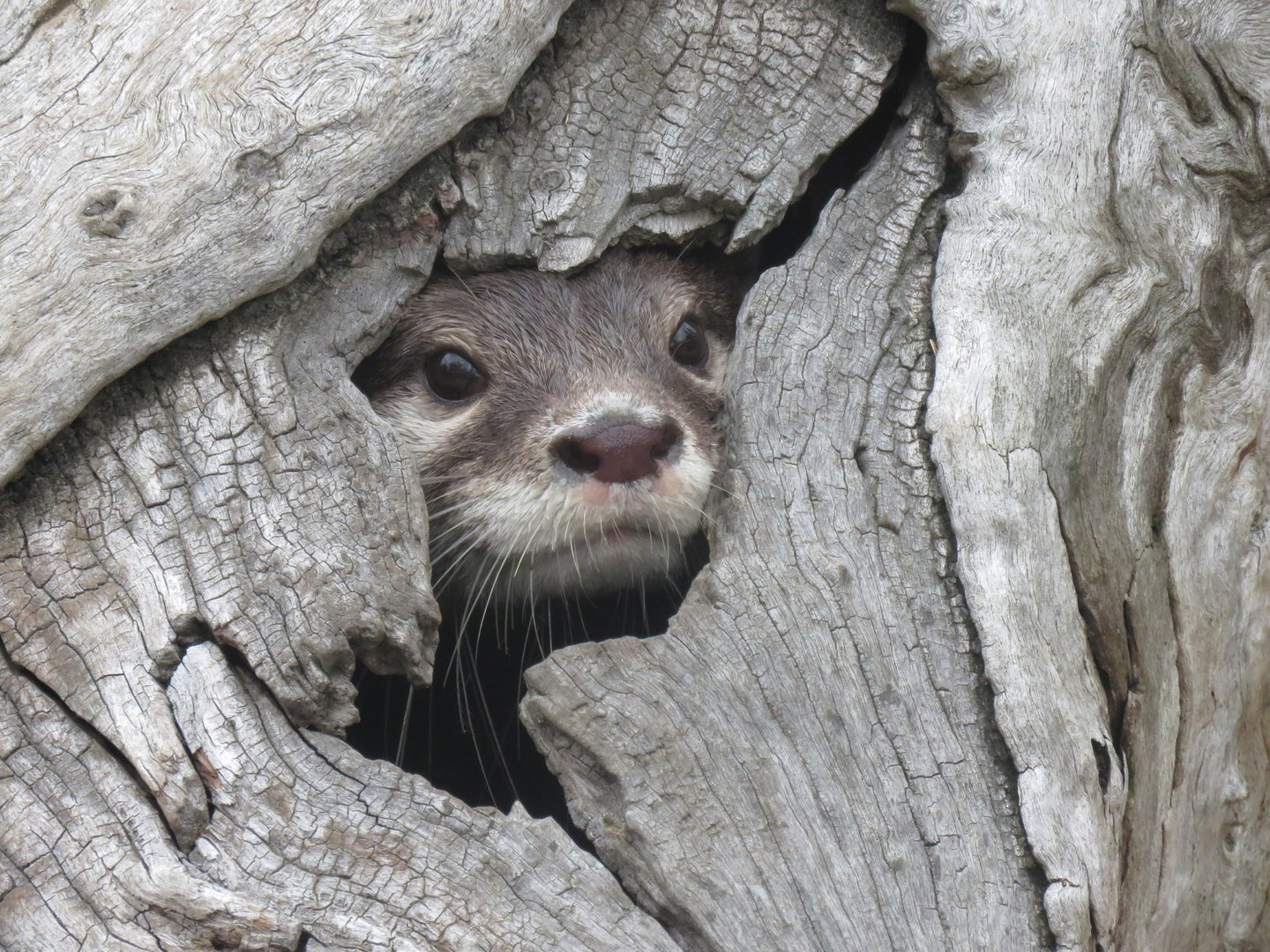 Short Clawed Otter (Aonyx cinereus)