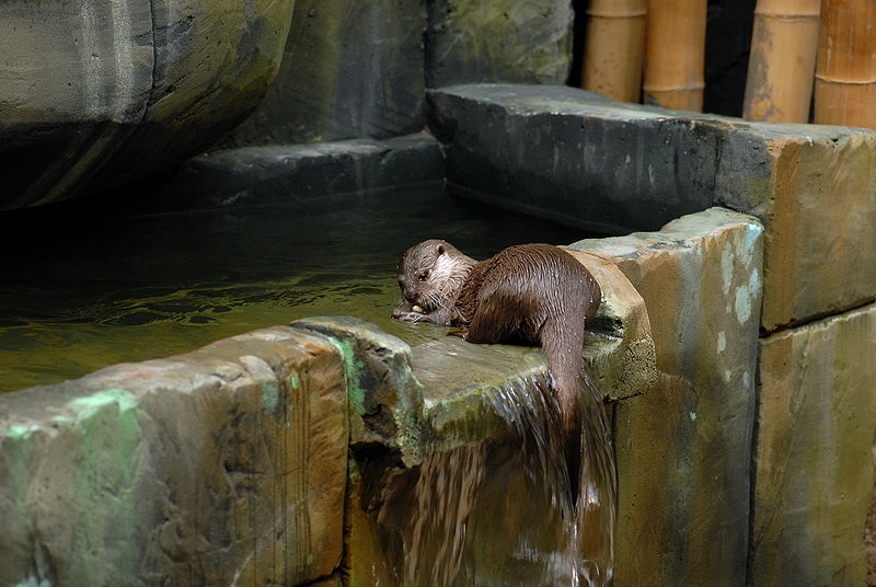 Short clawed otter at Timmendorfer Strand
