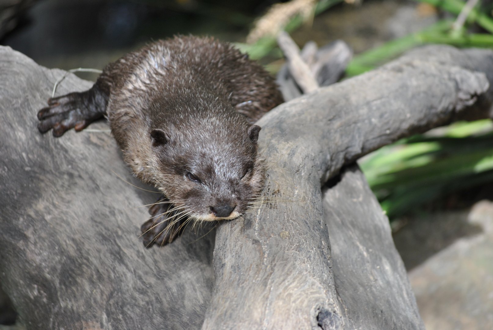 Short Clawed Otter, Cairns Tropical Zoo, 2015