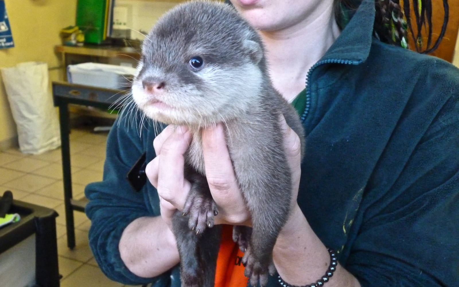 Short-Clawed Otter Cub