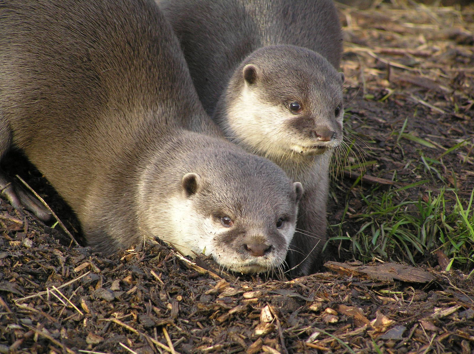 Short-clawed otter- Edinburgh