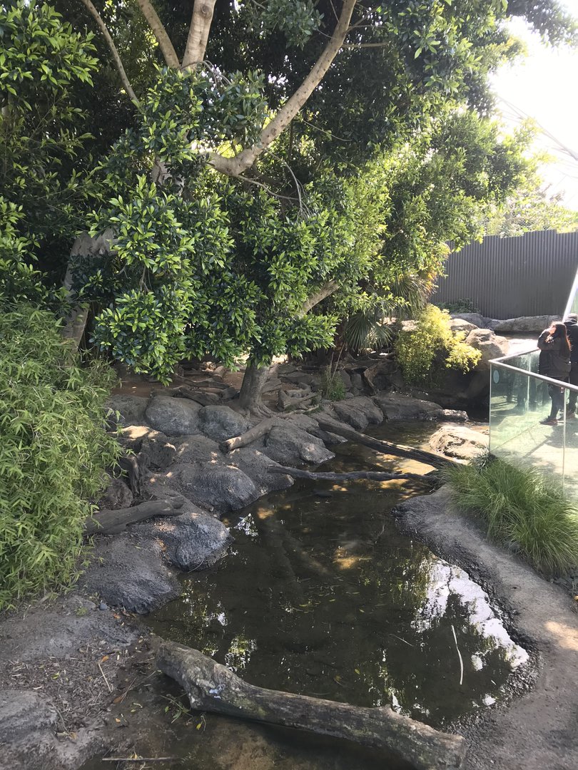 Short Clawed Otter enclosure