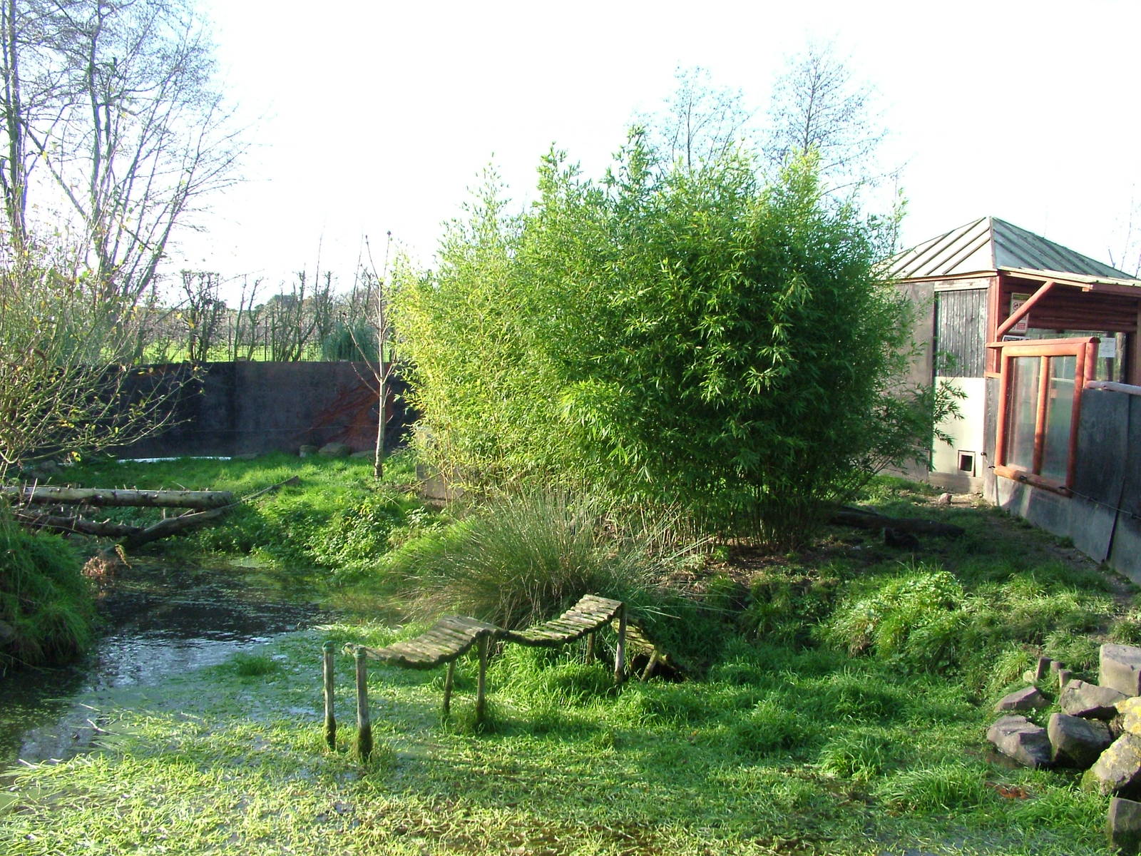 Short-clawed Otter exhibit at Wingham 28/11/09