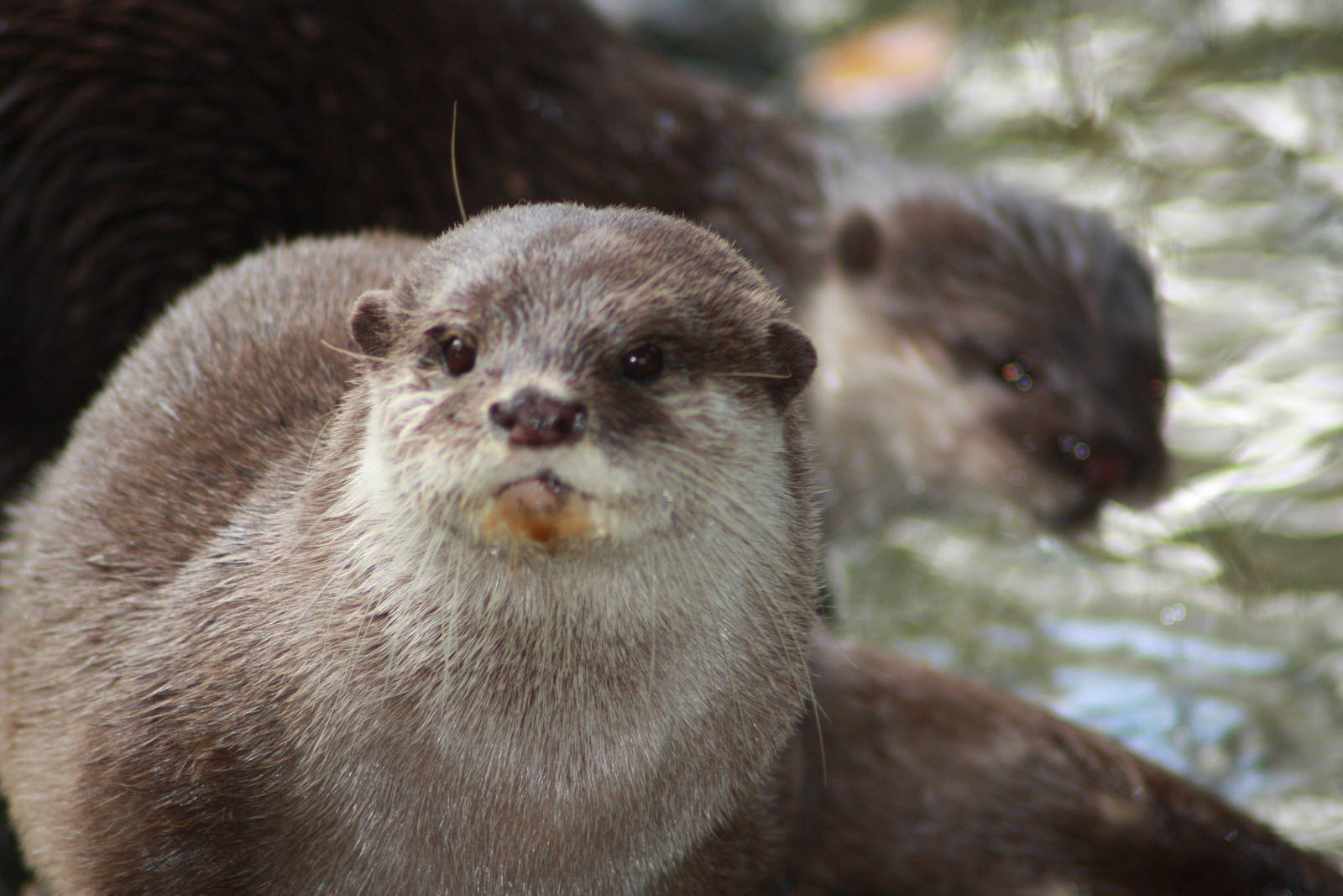 Short Clawed Otter