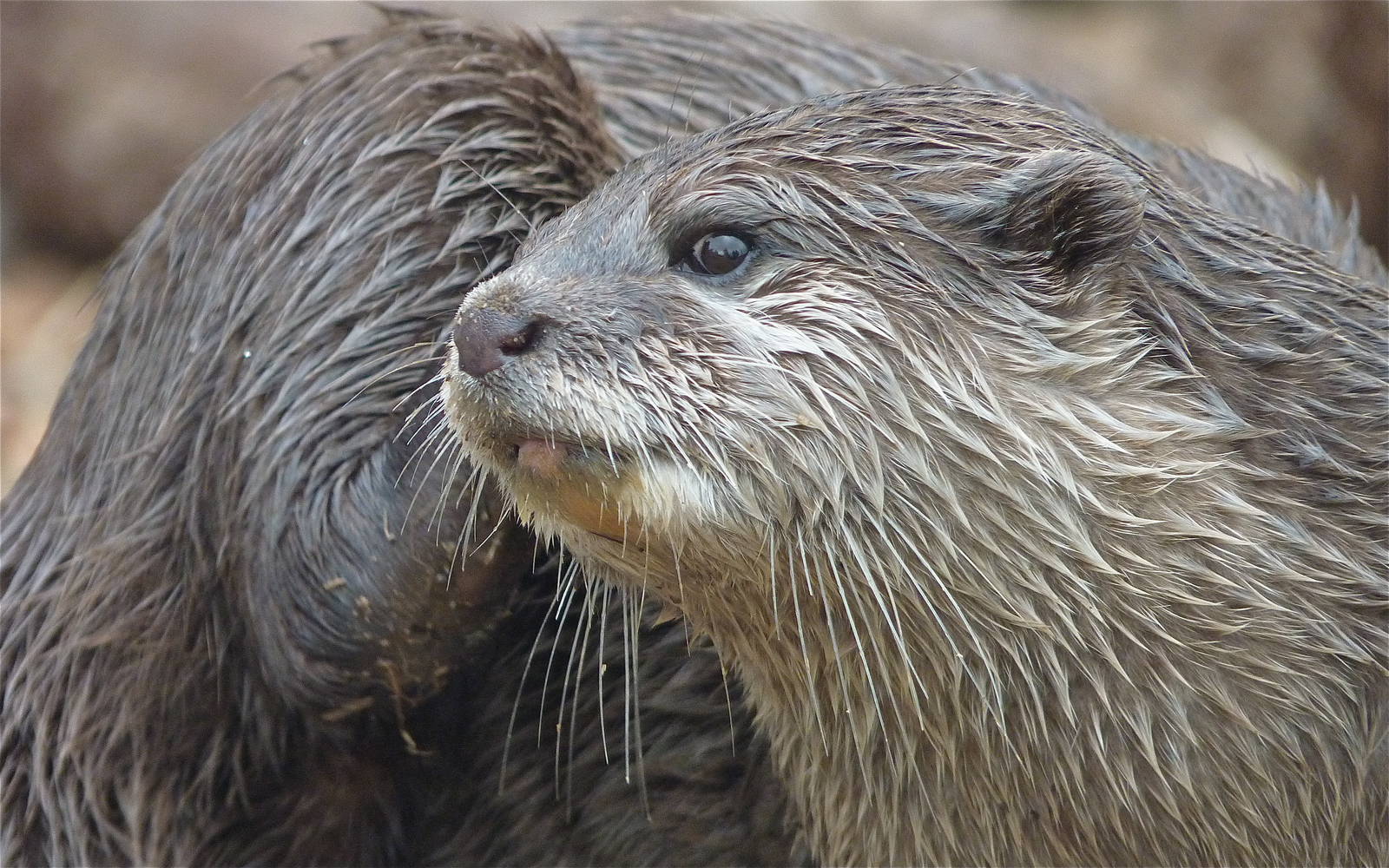 Short-Clawed Otter