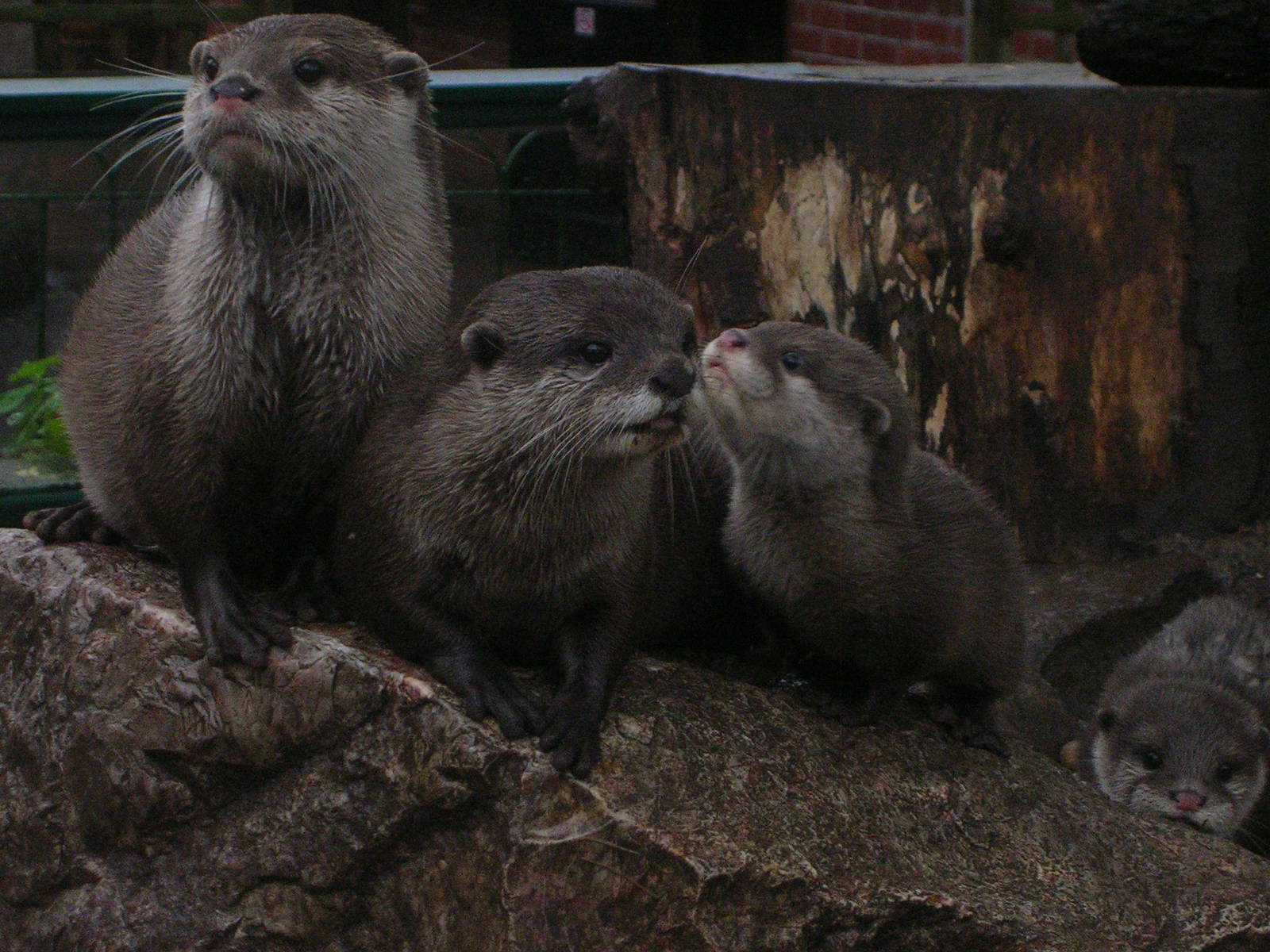 Short Clawed Otters at Longleat