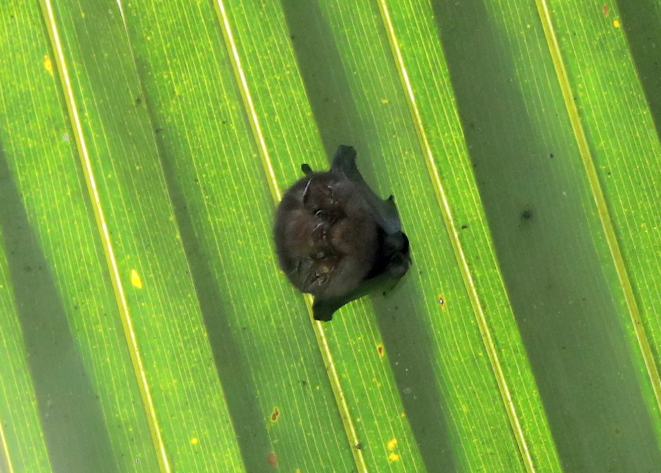 short-eared bat (Cyttarops alecto)