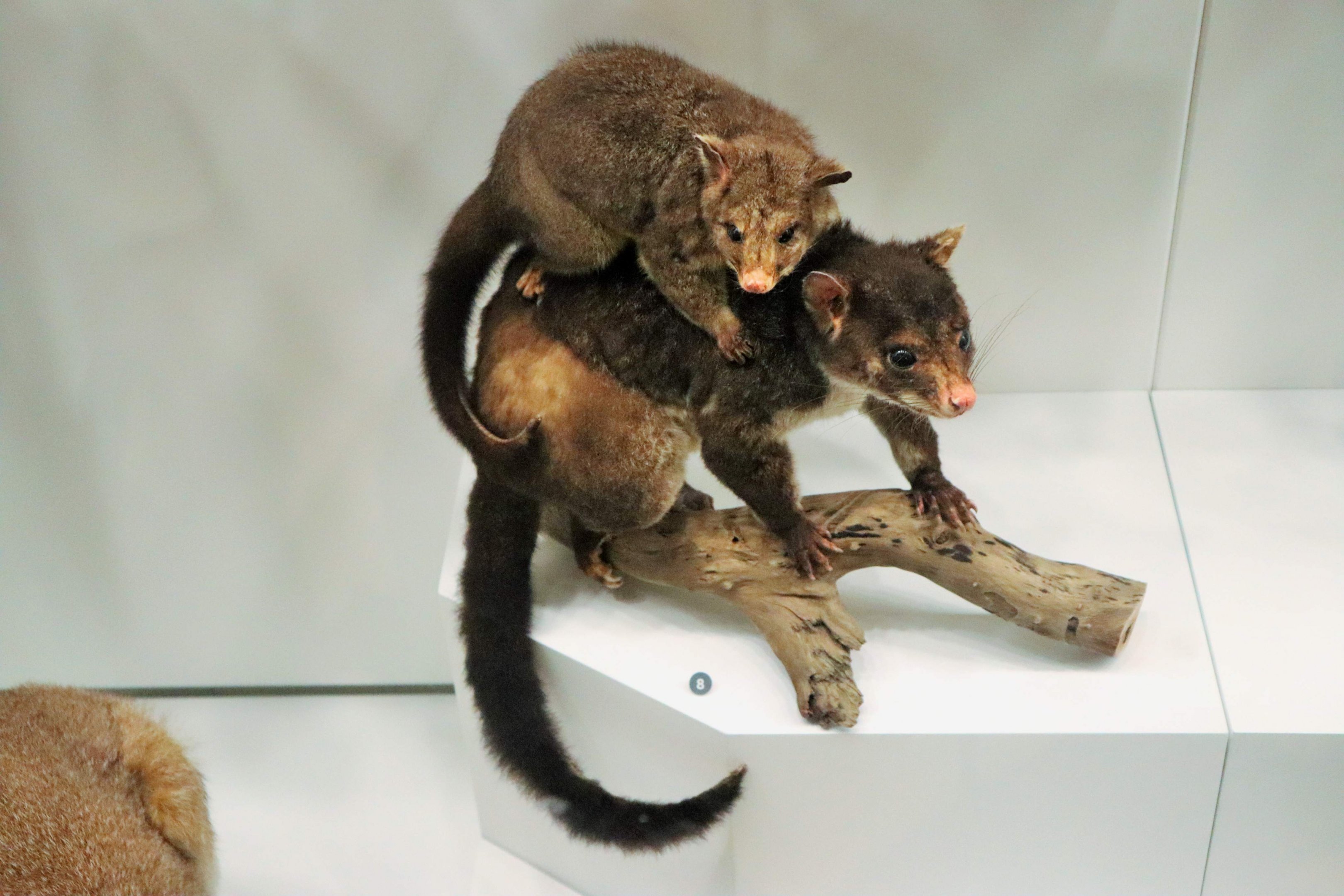 Short-eared Brush-tail Possum (Trichosurus caninus)