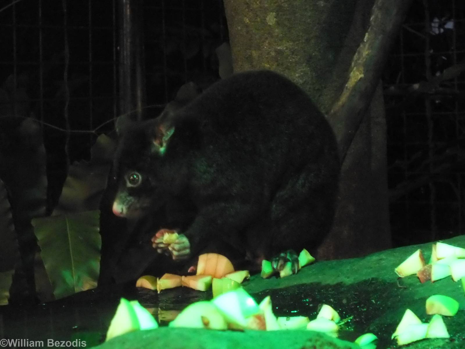 Short-eared Brushtail Possum (all black morph) - Lamington National Park