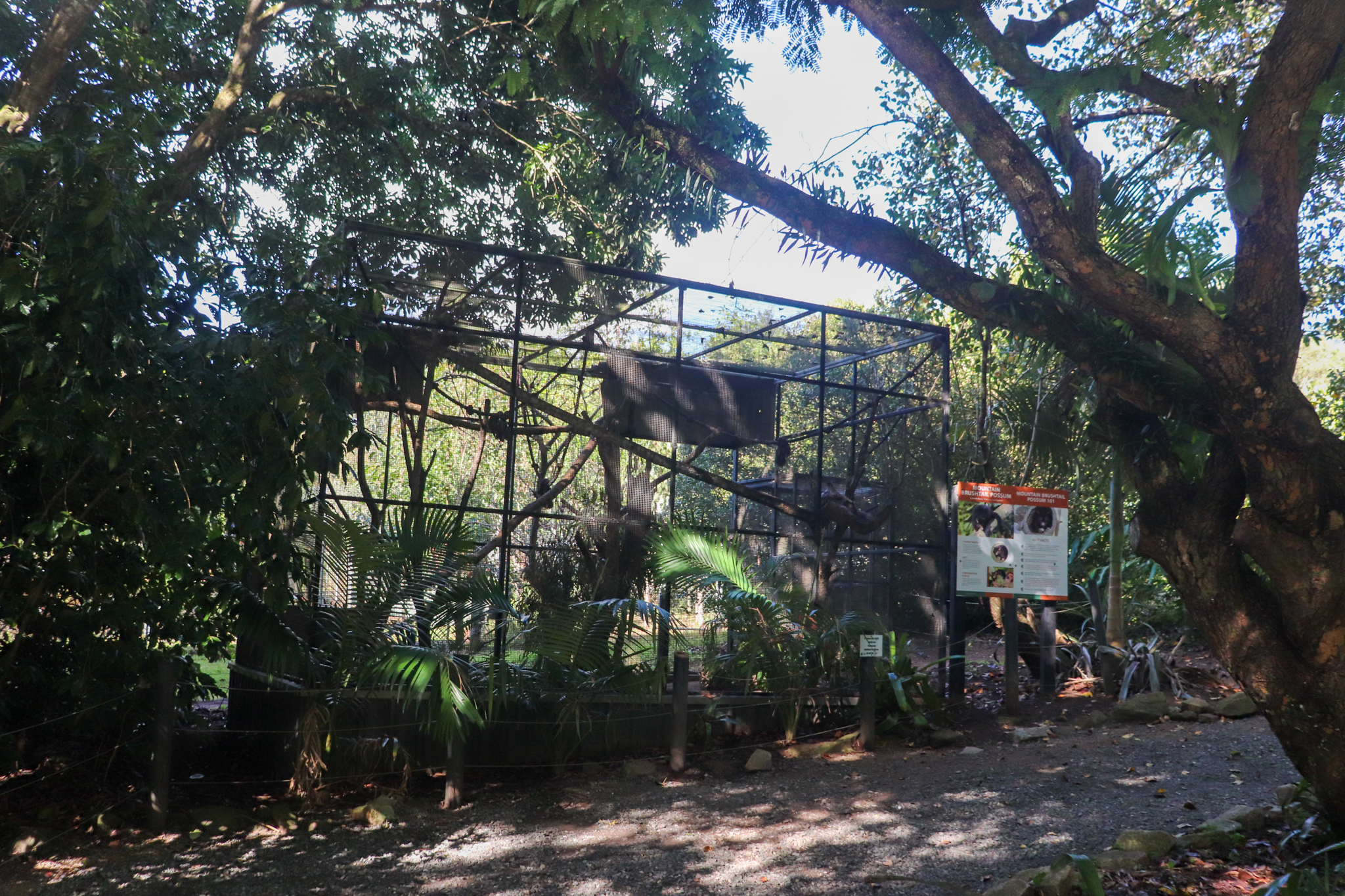 Short-eared Brushtail Possum Enclosure