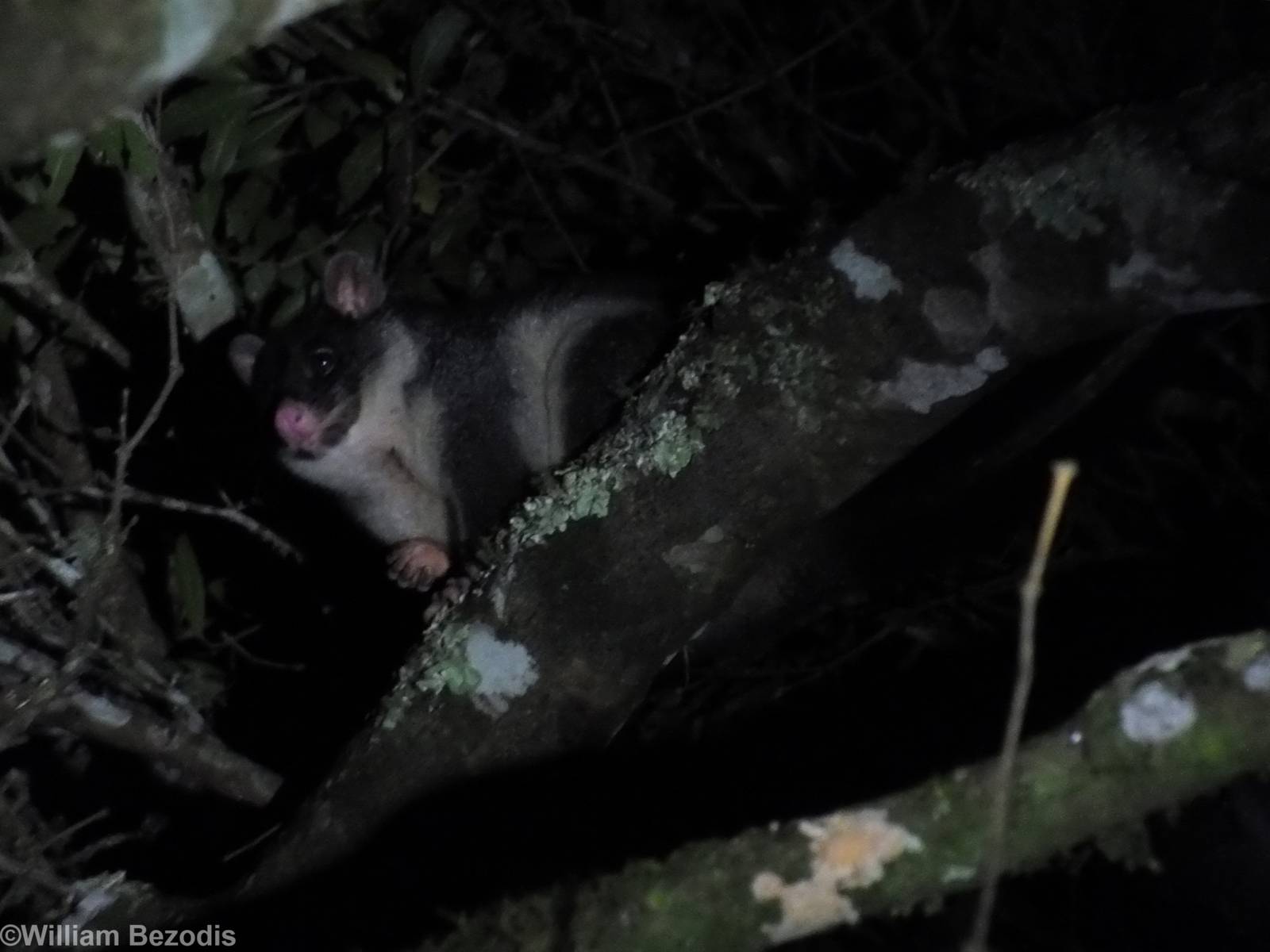 Short-eared Brushtail Possum (light morph) - Lamington National Park