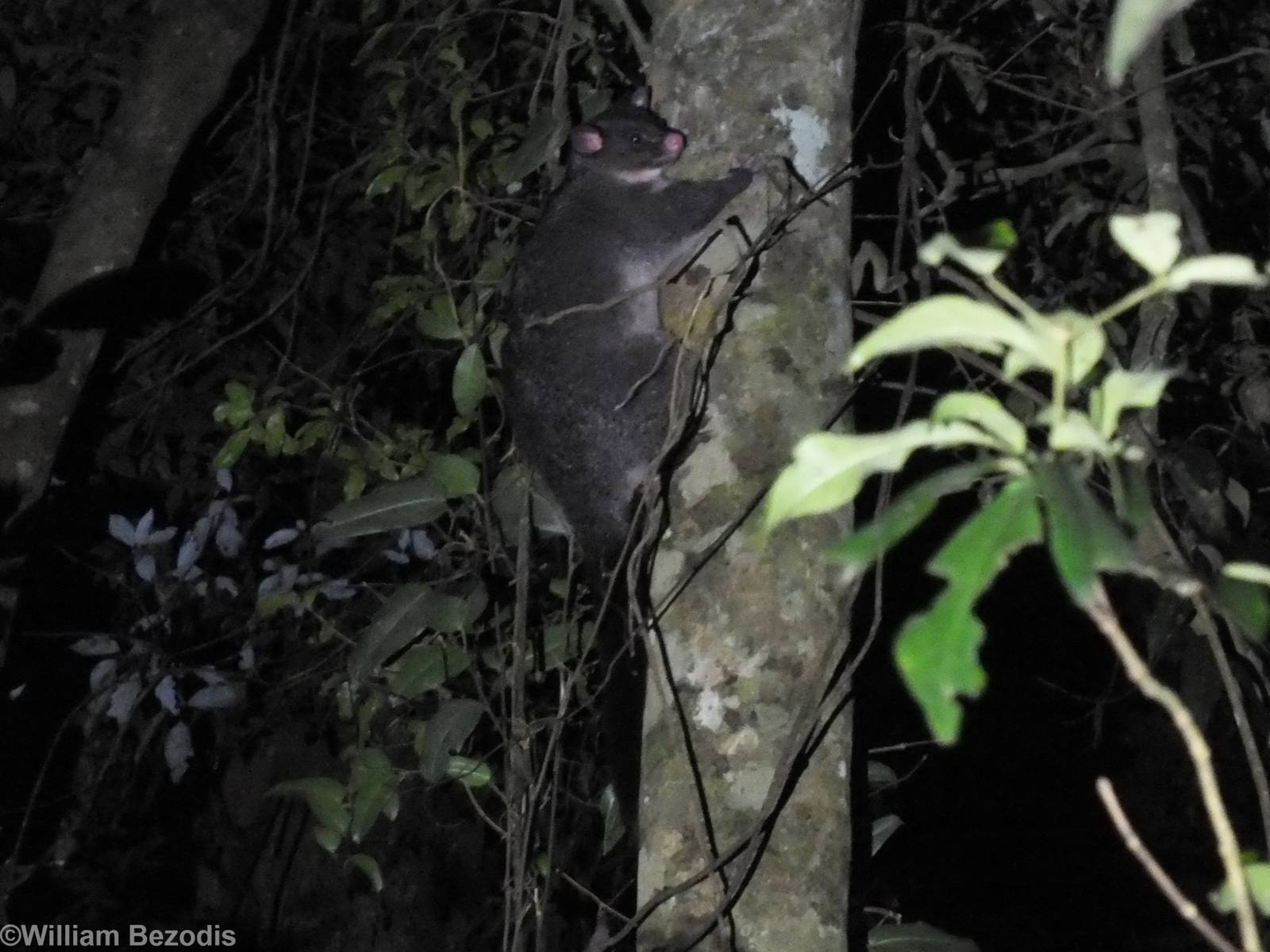 Short-eared Brushtail Possum (light morph) - Lamington National Park