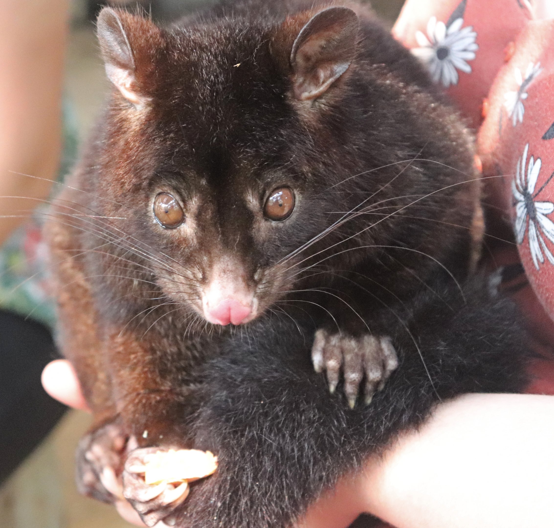 Short-eared Brushtail Possum (Trichosurus caninus)