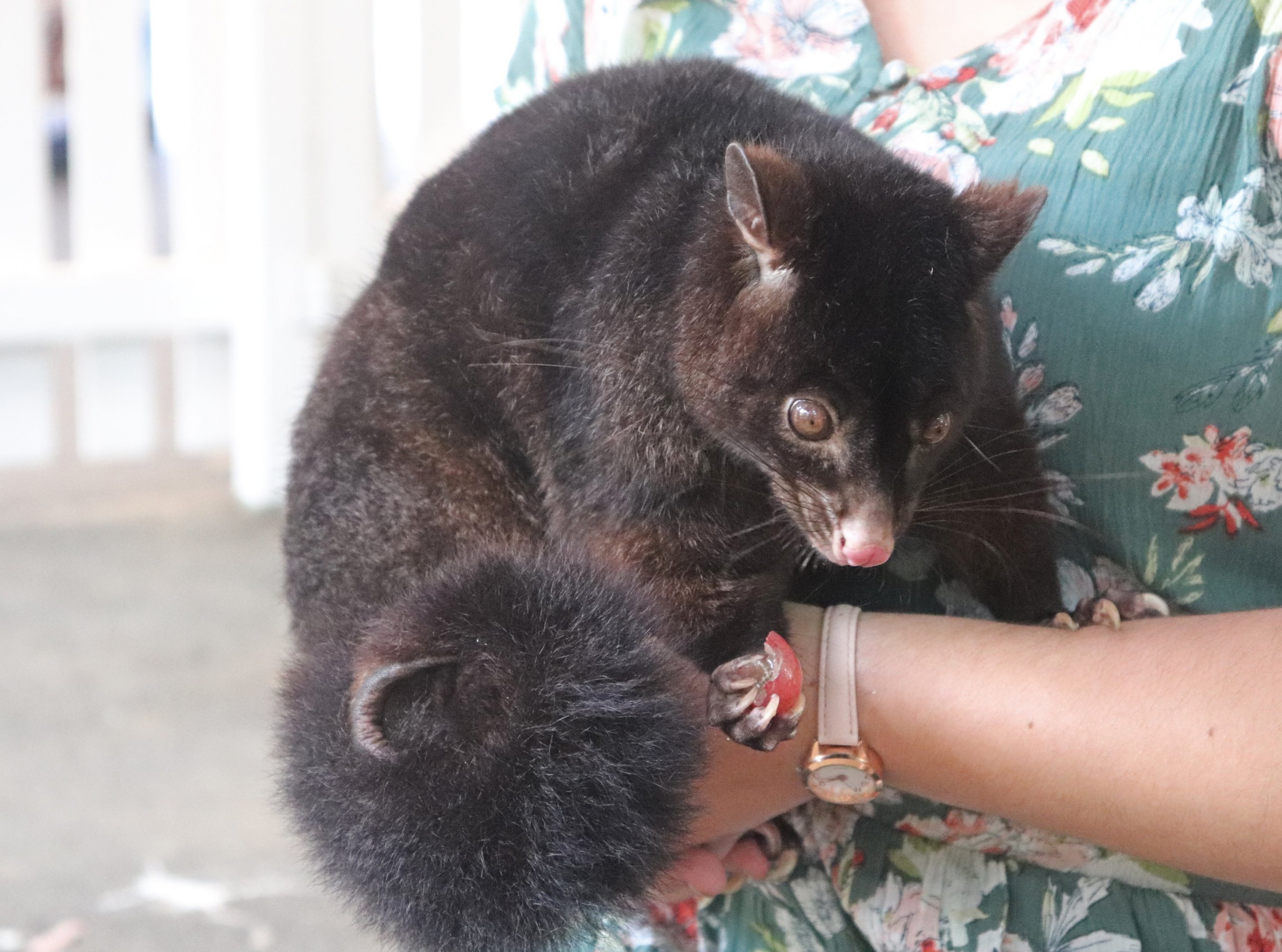 Short-eared Brushtail Possum (Trichosurus caninus)