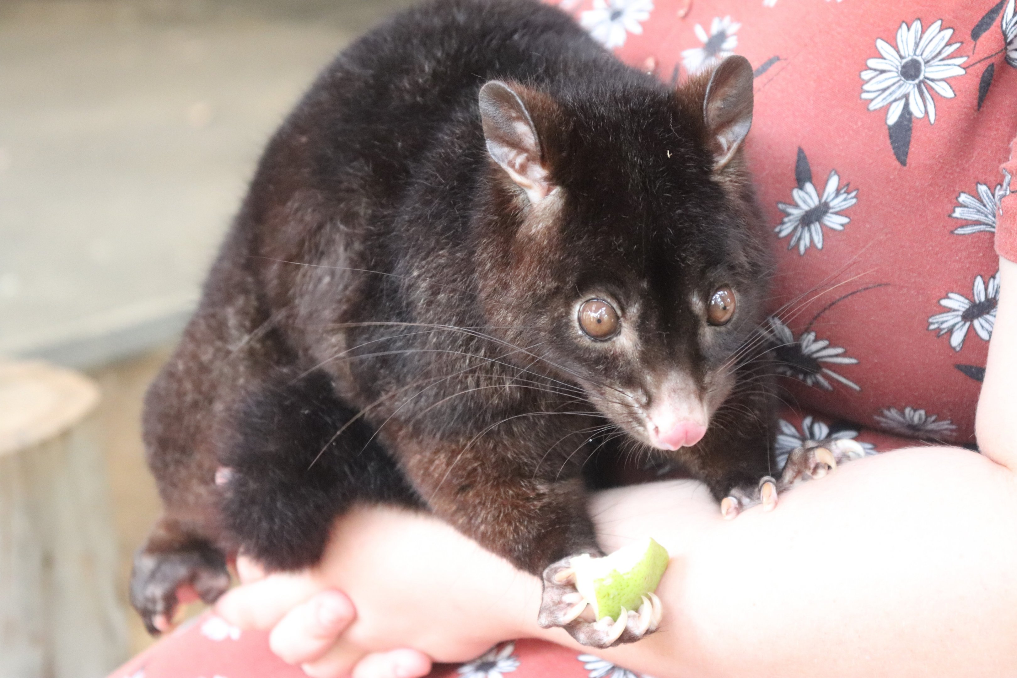 Short-eared Brushtail Possum (Trichosurus caninus)