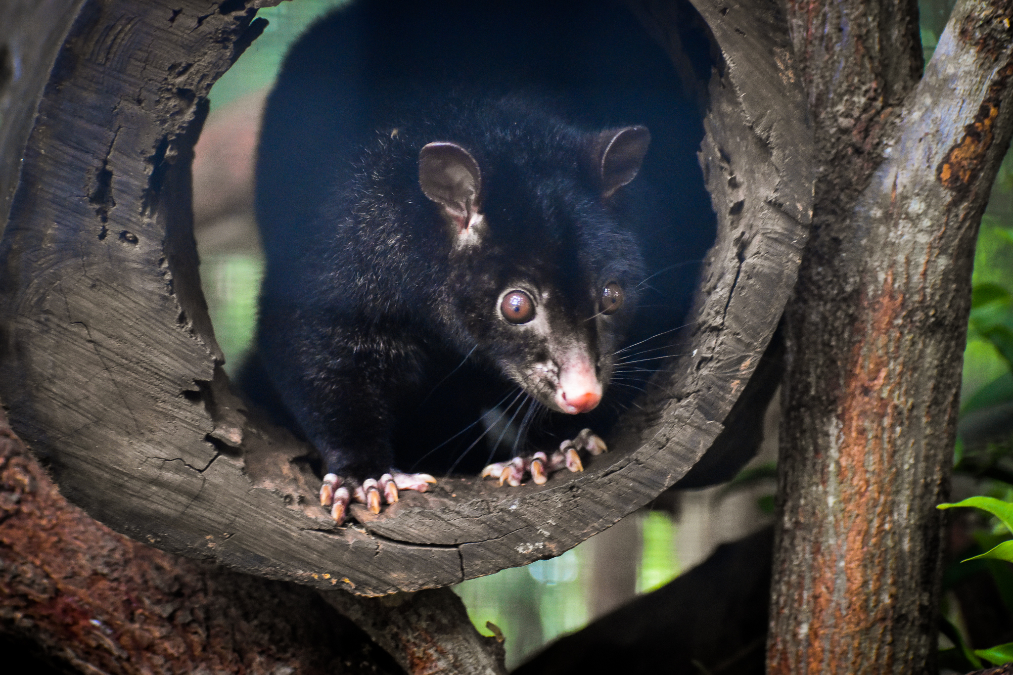 Short-eared Brushtail Possum (Trichosurus caninus)