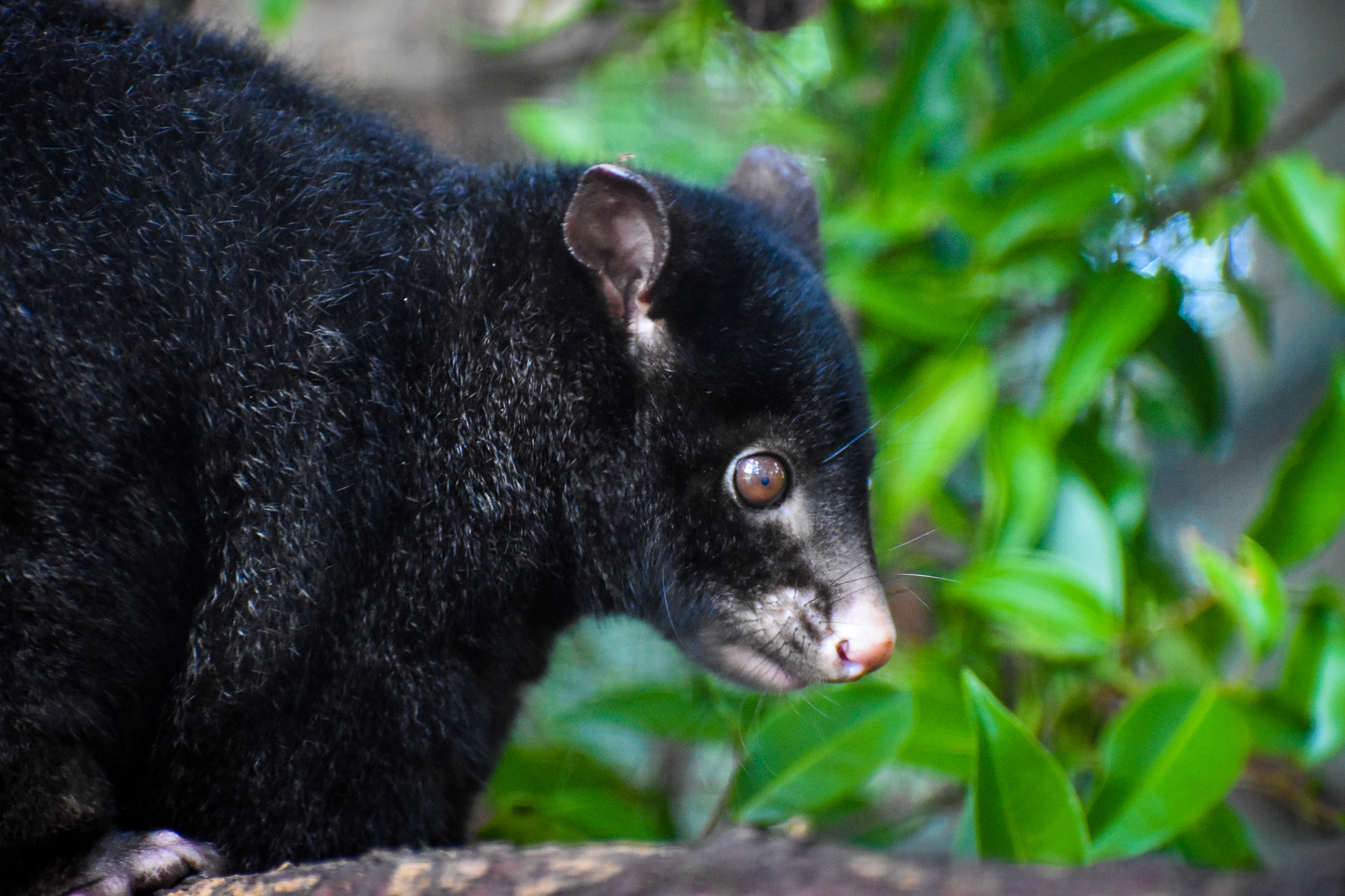 Short-eared Brushtail Possum (Trichosurus caninus)
