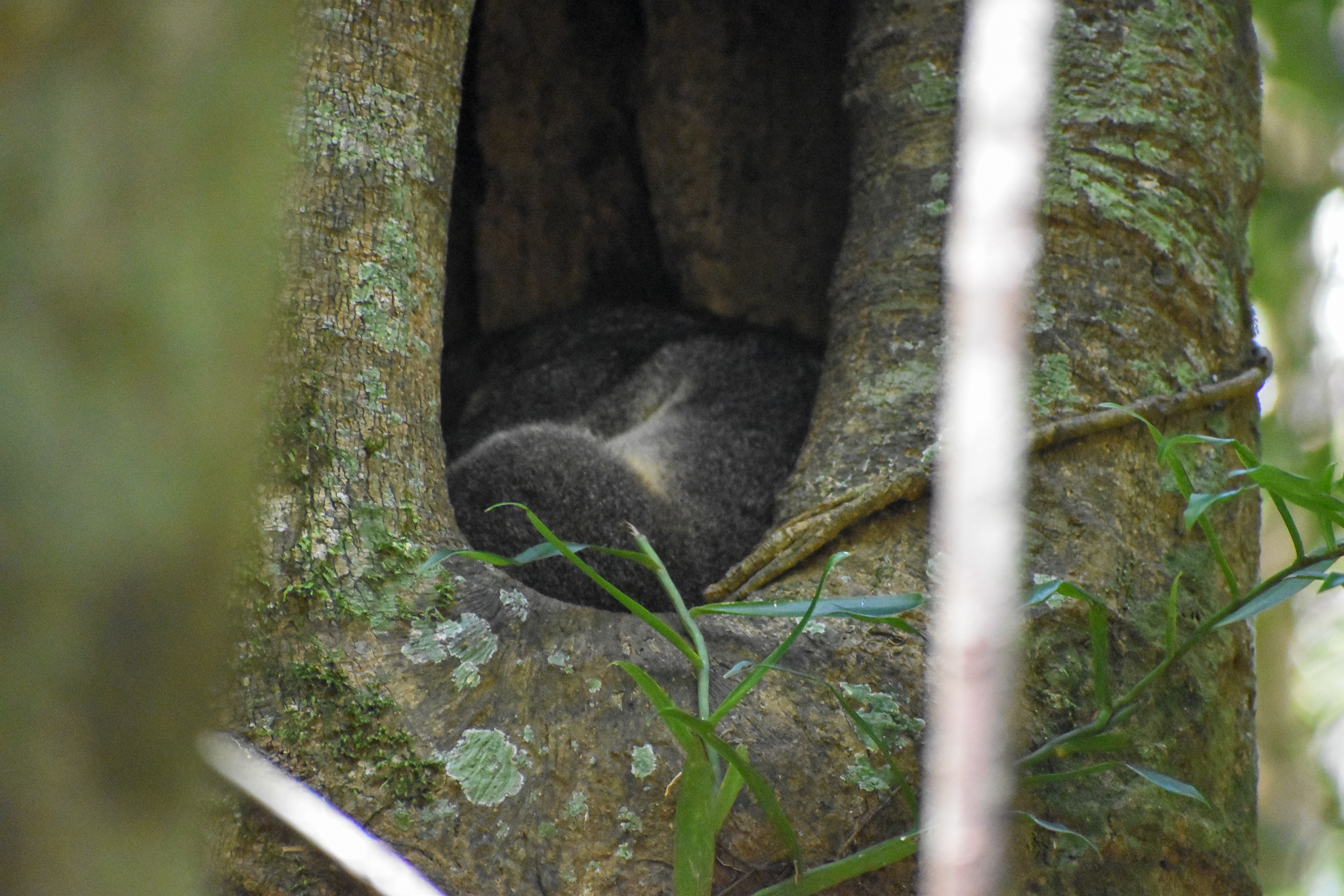 Short-eared Brushtail Possum (Trichosurus caninus)
