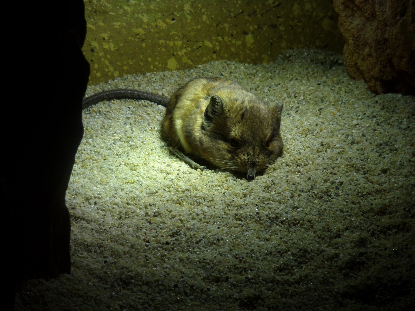 Short-eared elephant shrew 13.7.25