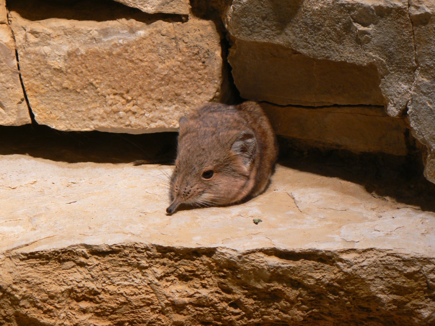 Short-eared Elephant-shrew - 27 June 2018