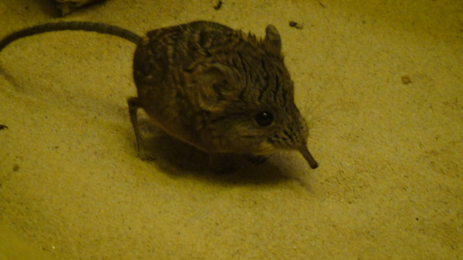 Short-eared Elephant Shrew at Bronx zoo 2014-12-29