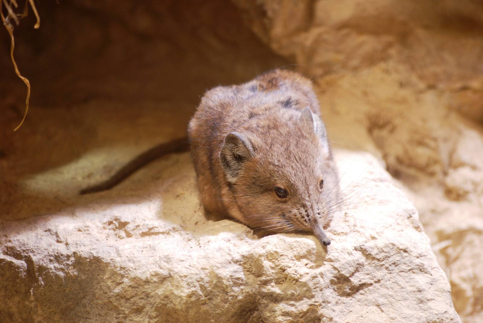 Short-eared Elephant Shrew at Erfurt, 18/03/15