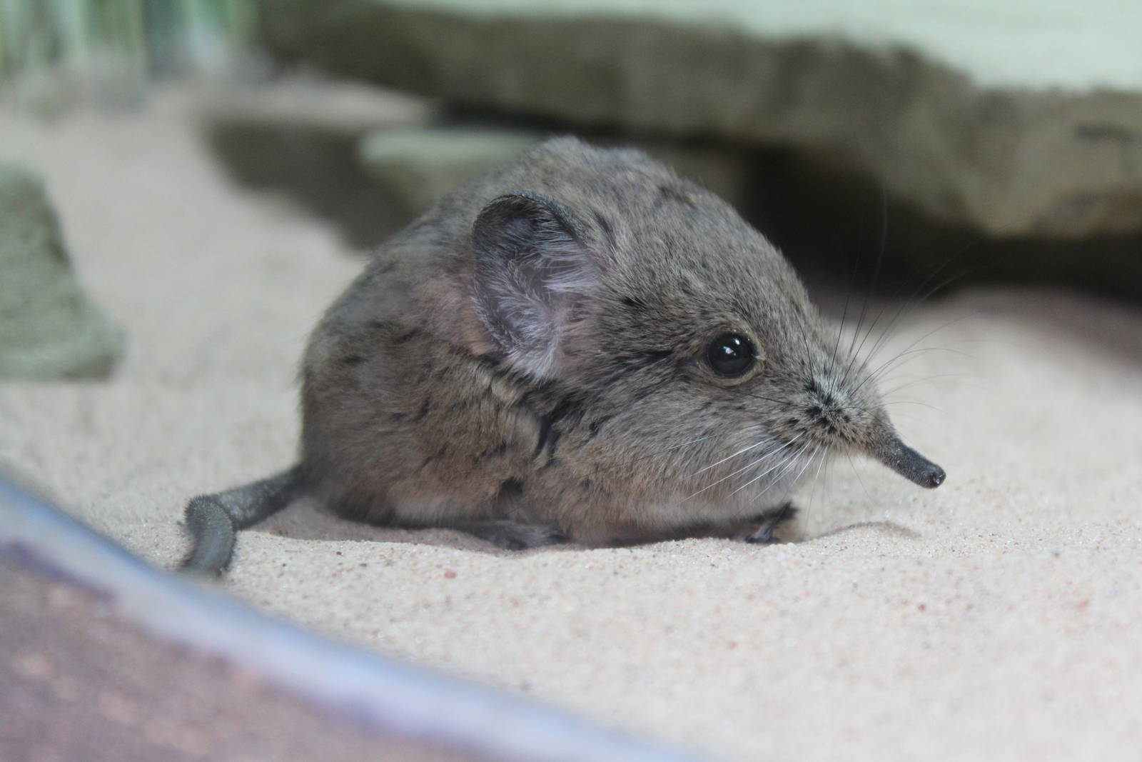 Short-eared Elephant Shrew Chester Zoo 23.09.15