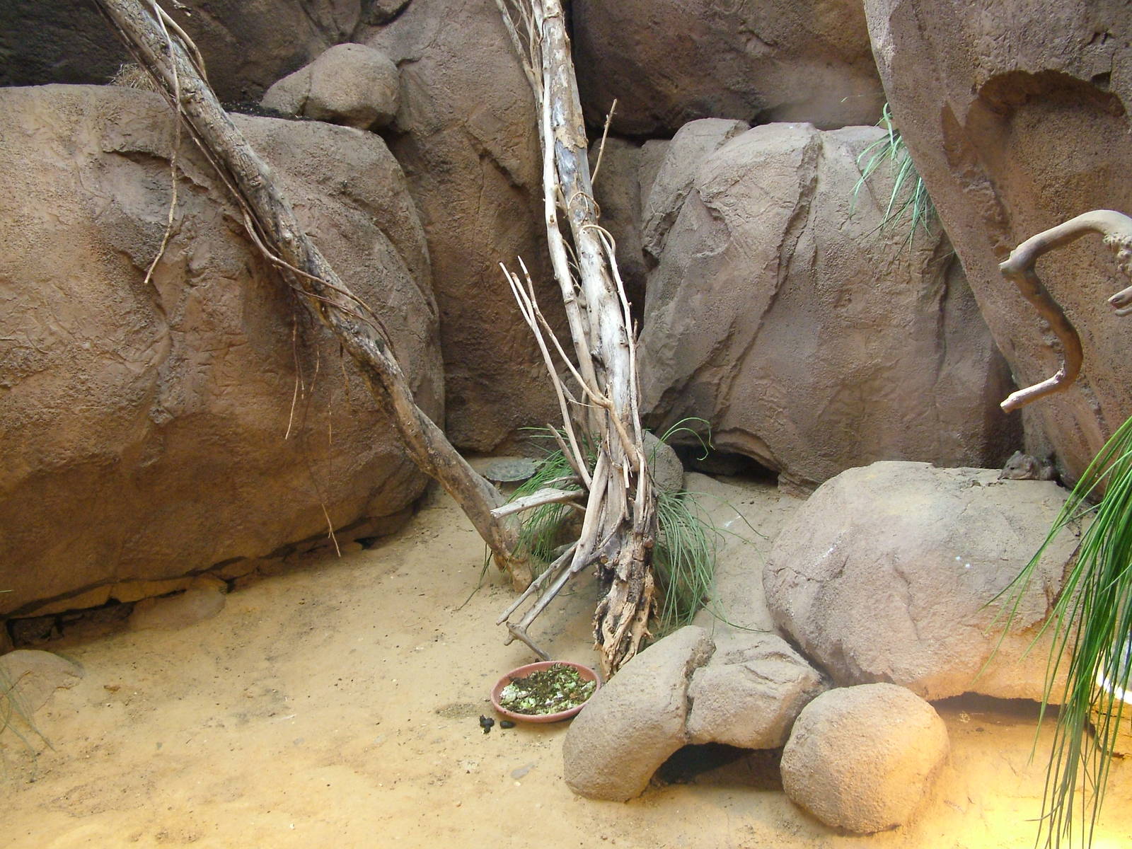 Short-eared Elephant Shrew enclosure at Rotterdam 10/05/09