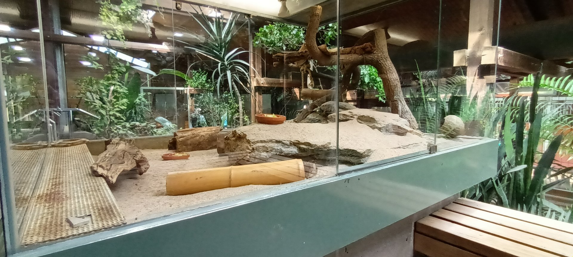 Short eared Elephant Shrew Habitat