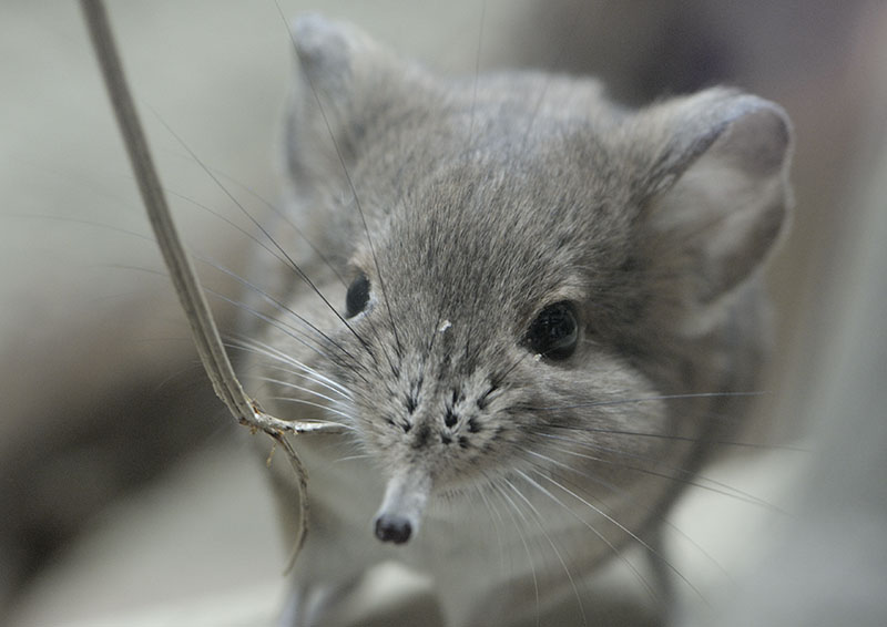 Short-eared elephant shrew having fun