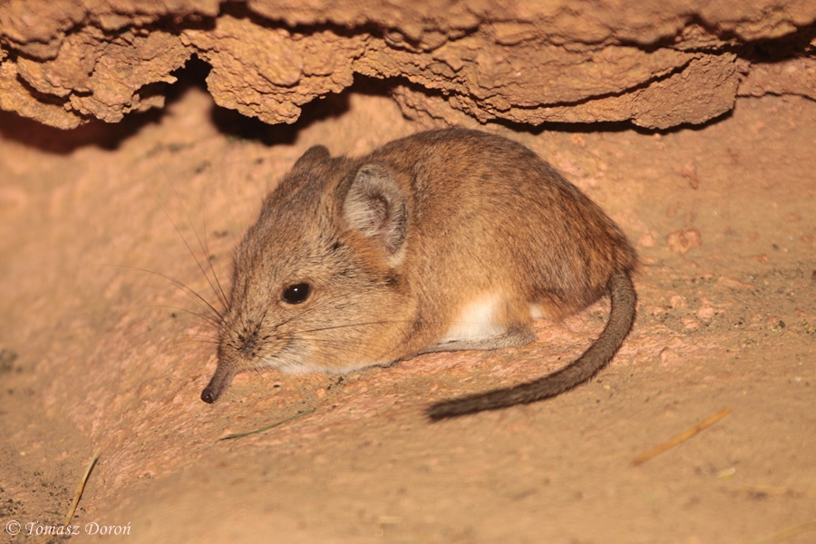 Short-eared Elephant Shrew (Macroscelides proboscideus)