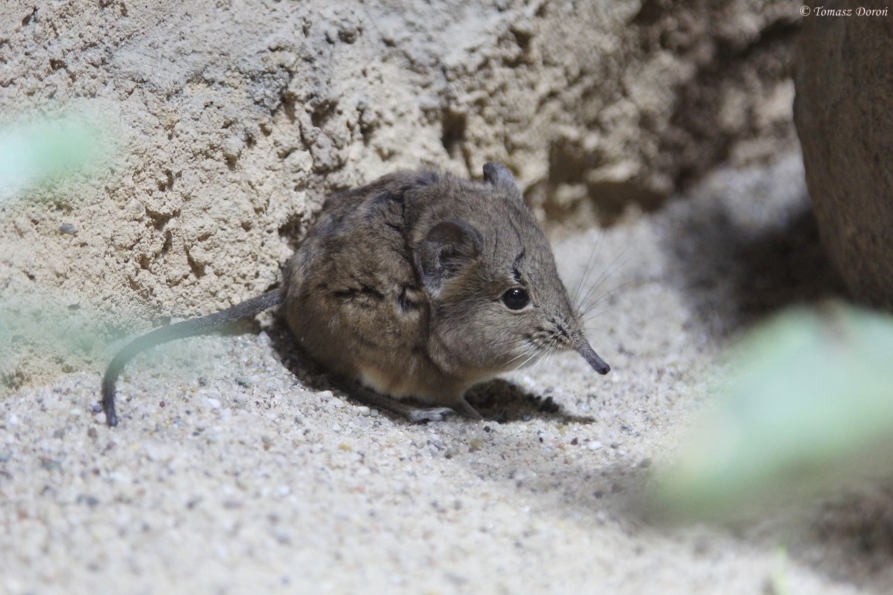 Short-eared Elephant Shrew (Macroscelides proboscideus)