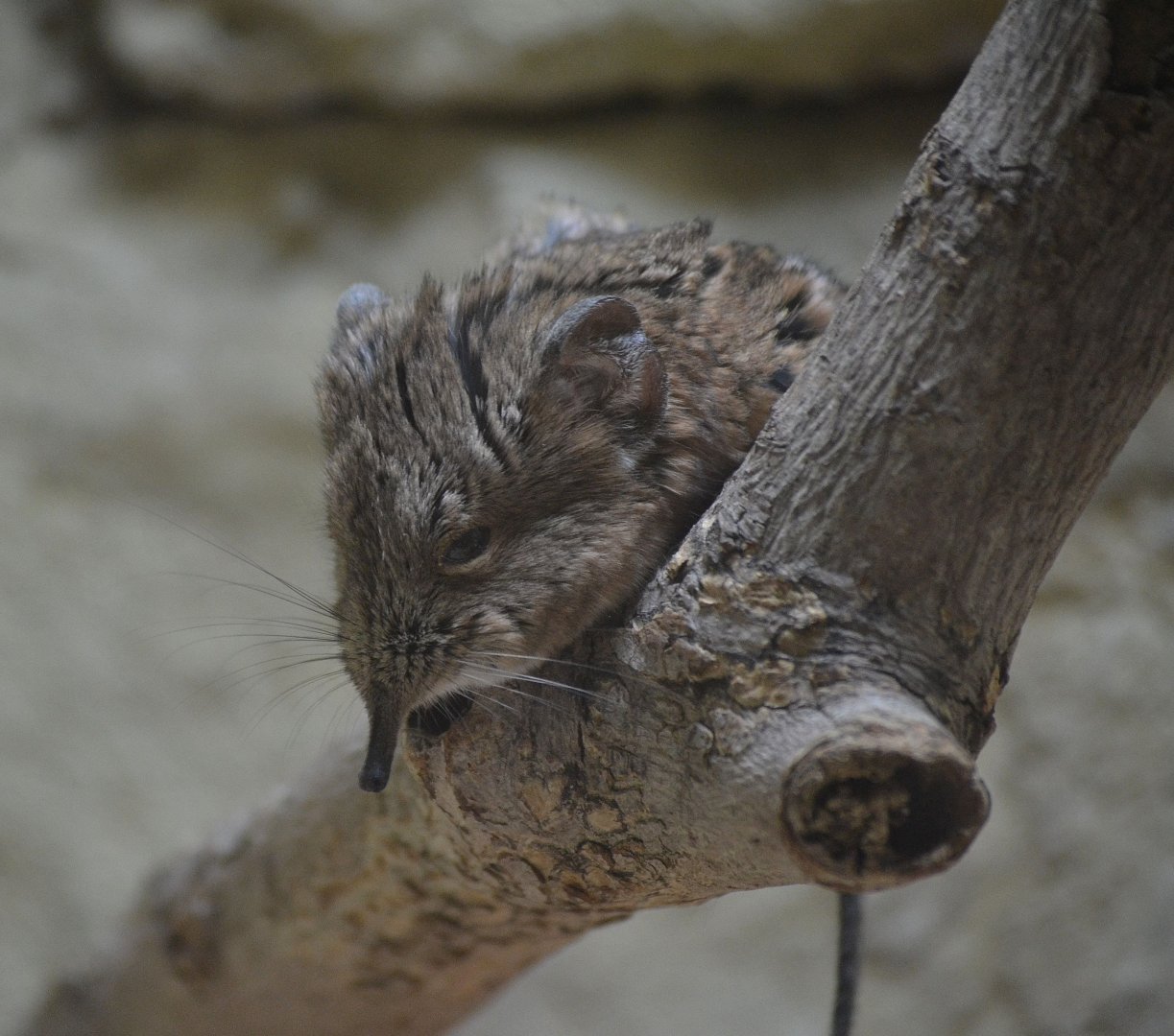 Short Eared Elephant Shrew - March 2018