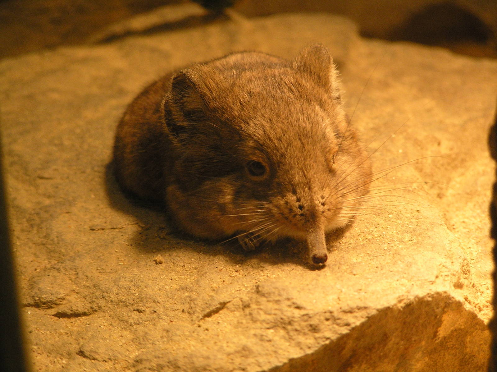 Short eared elephant shrew - Wuppertal 06
