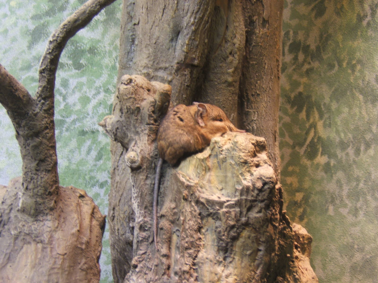 Short-eared Elephant Shrew