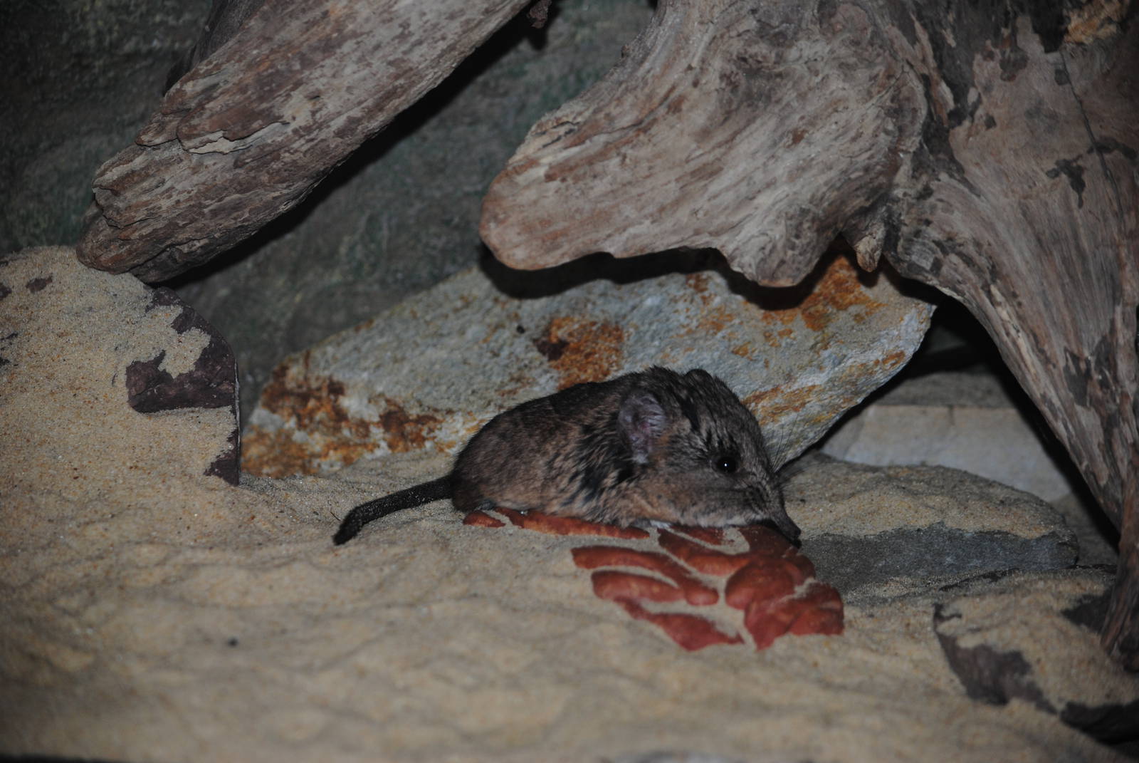 Short-eared Elephant-Shrew