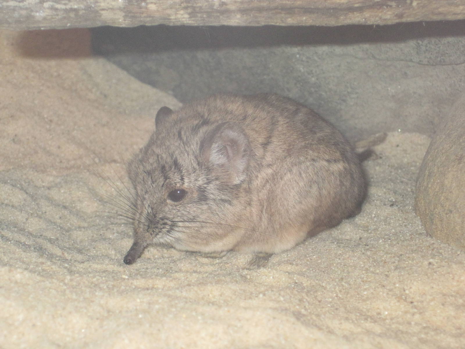 Short-Eared Elephant Shrew