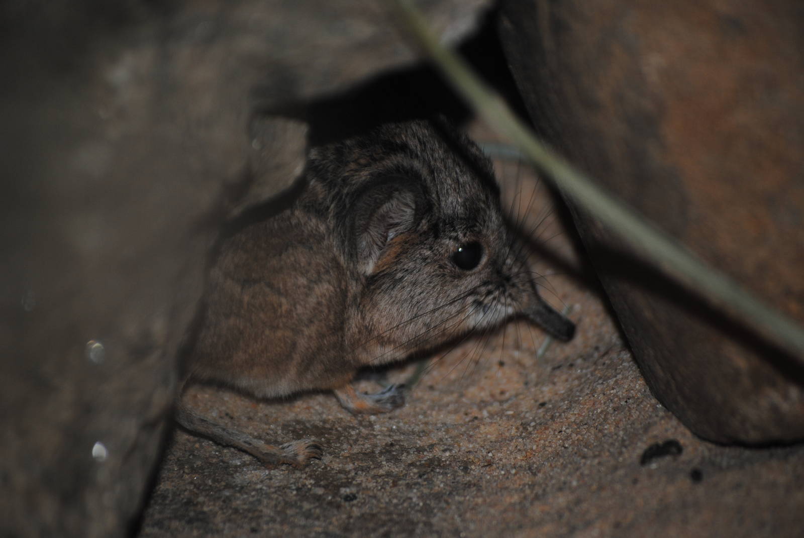 Short-Eared Elephant Shrew