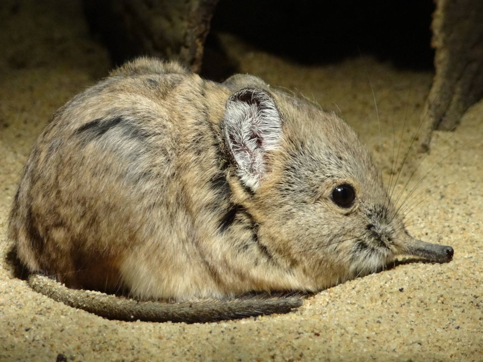 Short-eared elephant shrew
